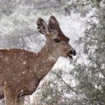 mike-lewinski-E8-winter deer-unsplash